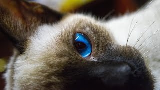 10 Pros and Cons of Owning a Siamese Cat | Is a Siamese Cat Right for You?