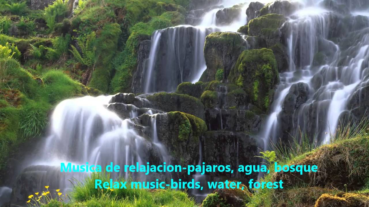 Música Para Armonizar El Alma - Song Download from Musica Relajante con  Sonidos de la Naturaleza: Pájaros, Rio, Bosque