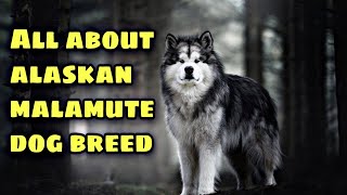Alaskan malamute dog breed information in Hindi / Urdu l All about Alaskan malamute.