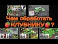 Чем обработать 🍓КЛУБНИКУ🍓 от клеща, от трипса, от вредителей и болезней. Belklubnika.by