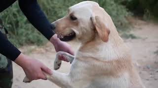 love moment|中國阿姨在自家小院收留了200條狗狗 | A Chinese lady adopt 200 dogs | 愛心 | heartwarming by 路人余-TourChina 5 views 4 years ago 3 minutes, 17 seconds