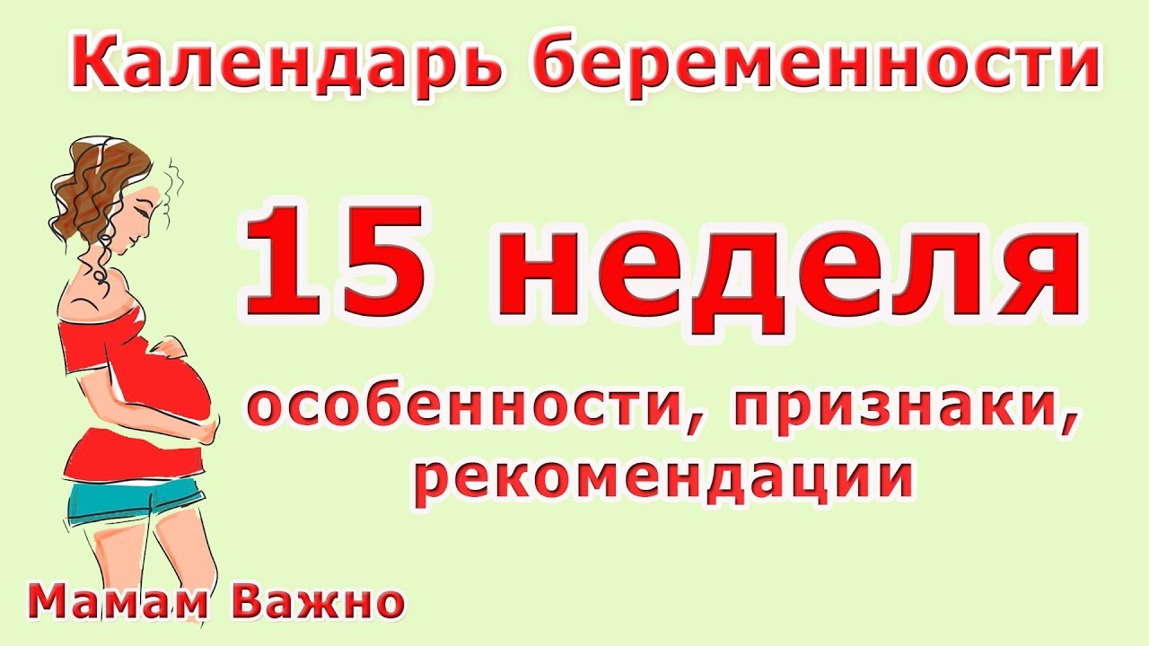 Живот На 15 Неделе Беременности Фото