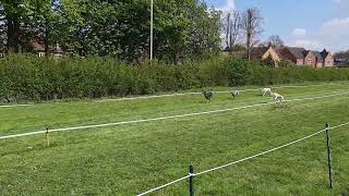 Midlands Pedigree Whippet Racing | Club Meeting by Arn Edward 78 views 1 year ago 15 seconds