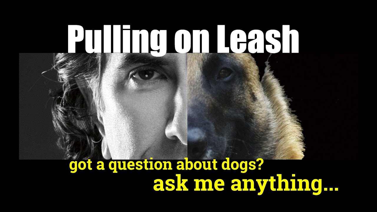 robert cabral leash training