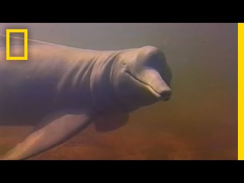 Pink Dolphins? | Weird Nature