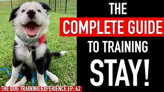 1 Year of Training My Dog Stay in 1 Video