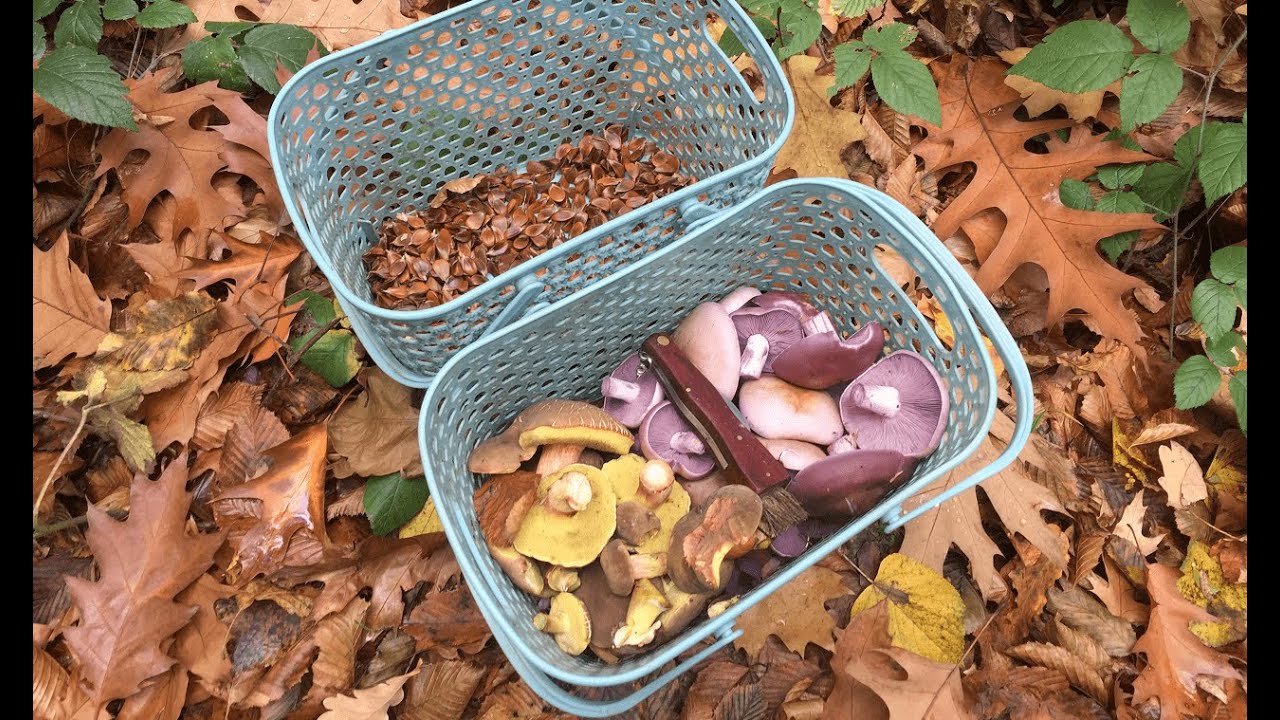 Збираю пізньоосінні гриби та горіхи в кінці жовтня. Гриби на мурашнику. Квасолевий салат з рядовкою