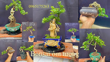Video 120 : giao lưu vài tác phẩm bonsai mini ôm tượng ,linh sam thác đổ giá rẻ☎️(0965175263)