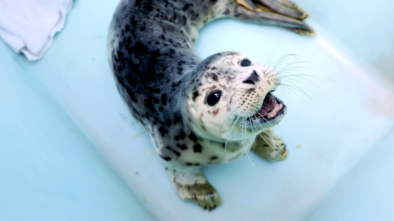 baby spotted seal