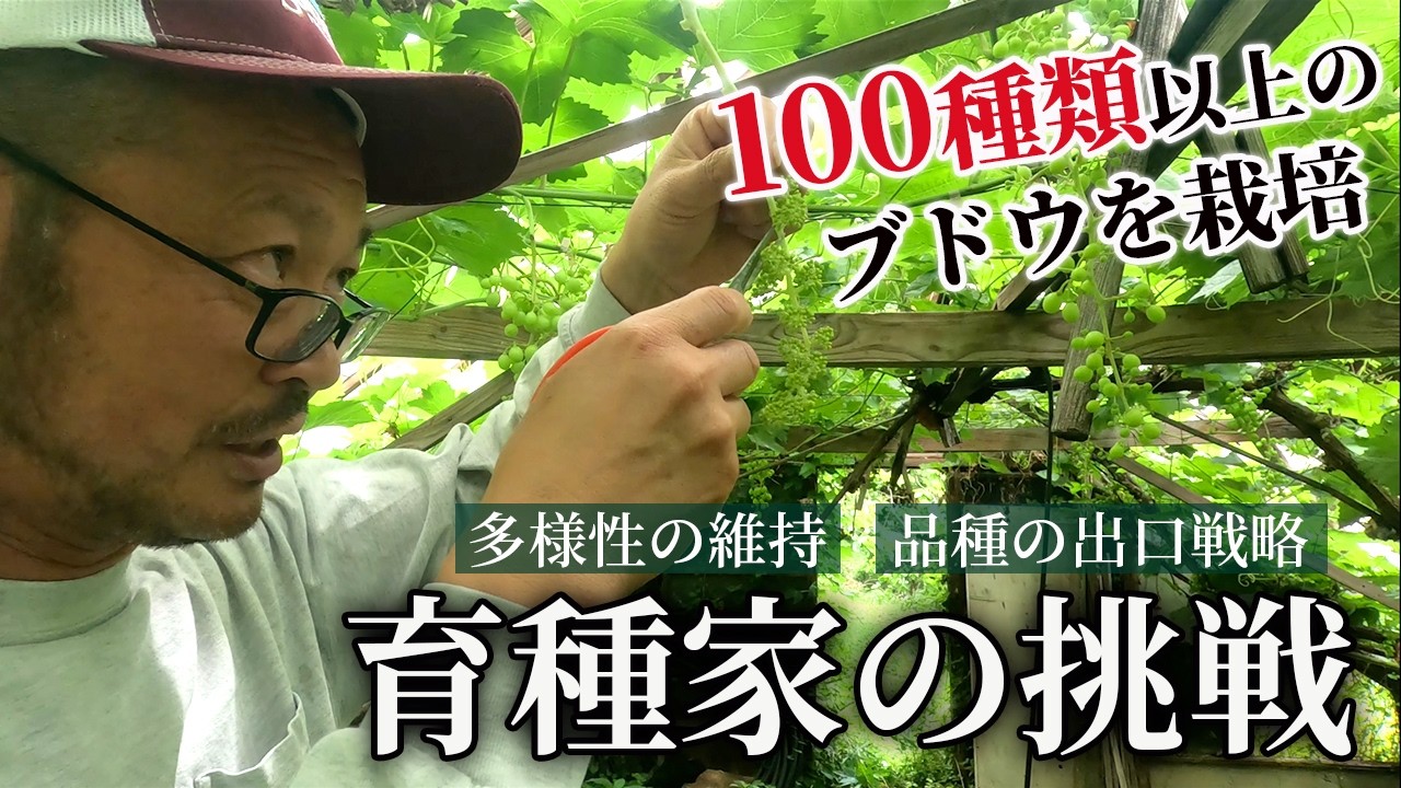 窪さん専用　ブドウ支払いカート　倉田農園 YouTube