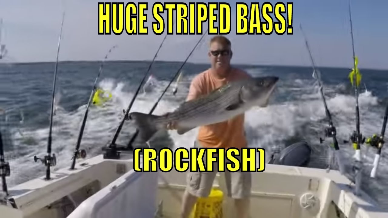Spring Rockfish HUGE STRIPED BASS Chesapeake Bay YouTube
