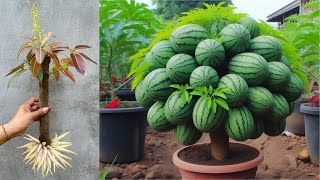 Unique Skill Mango Tree In Watermelon Using Aloe Vera,growing mango tree mixed watermelon fruits