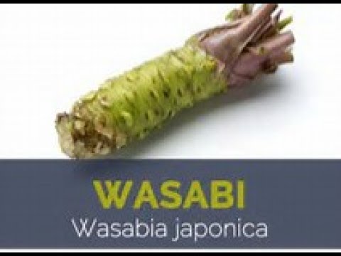 Wasabi the Asian Superfood For a Healthy Life - Heals the Gut and Fights Bacteria