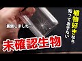 【幸運の使者】ケサランパサランの正体とは!【植物の雑学】【未確認生物】