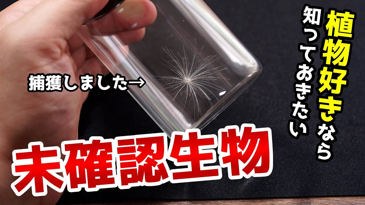 幸せを呼び込むかもしれないケセランパサラン ☆幸せを呼ぶケサランパサラン【ケセランパサラン】 3.5〜4cm