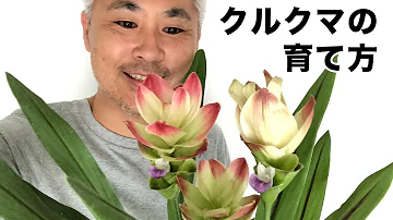 تحميل クルクマ 花騎士