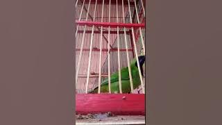 Suara burung cucak ijo kepala kuning pikat terbaik