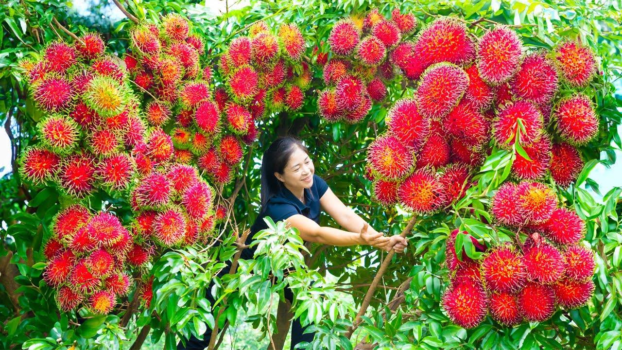 Harvesting Rambutan Goes To Market Sell | Cooking And Gardening | Ánh Vy Harvesting