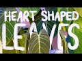Top 5 favourite heart shaped leaves rare house plants