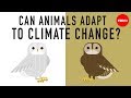 Science - How animals adapt to desert habitat - English ...