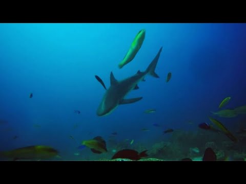Video: La Barriera Corallina Del Belize Non è Più In Pericolo