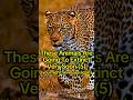 These Animals Will DISAPPEAR Forever Very Soon! (5)