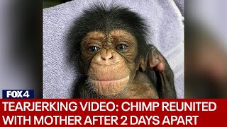 Chimpanzee reunited with newborn baby after nearly 2-day separation