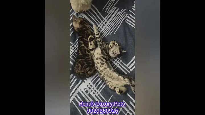 Video 9507561: bengalcat bengals cats, bengal cat sleeping, cutest bengal cat