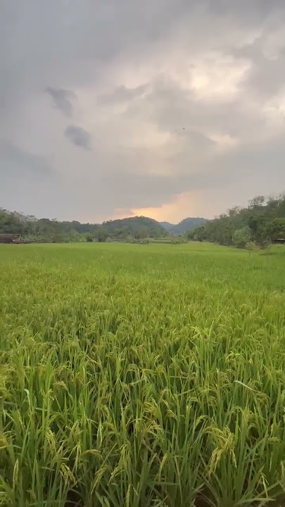 Keindahan Alam Pedesaan: Hamparan Sawah Hijau yang Menyejukkan Hati 🌾💚