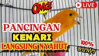 KENARI GACOR PANJANG,Masteran Burung Kenari Paud Dan Pancingan Kenari Macet Bunyi