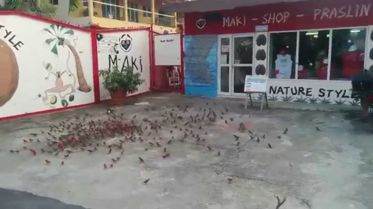 Lots of little birds in the Seychelles