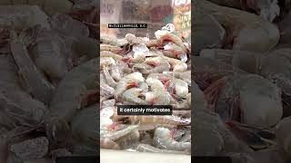 Promising development for shrimpers in the shrimpgate scandal