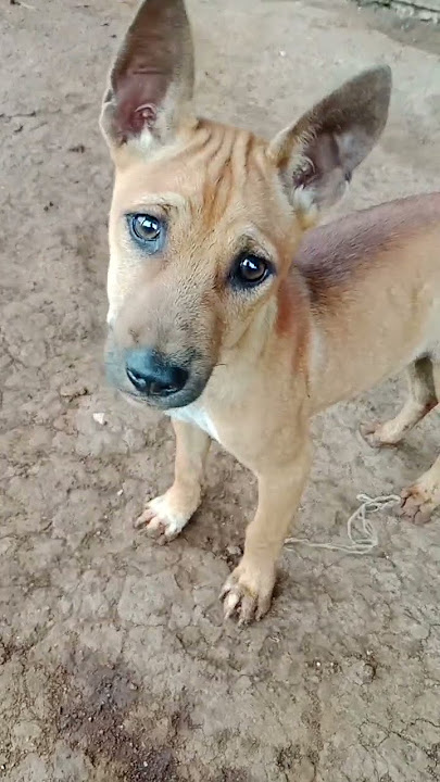 suara anak anjing memanggil teman nya