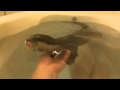 カワウソ劇場 一緒にお風呂♬