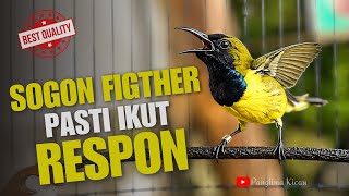 Sogon Figther Pasti Ikut Respon Dengan Cepat #pancingansogon #sogonngobra #sogongacordor 