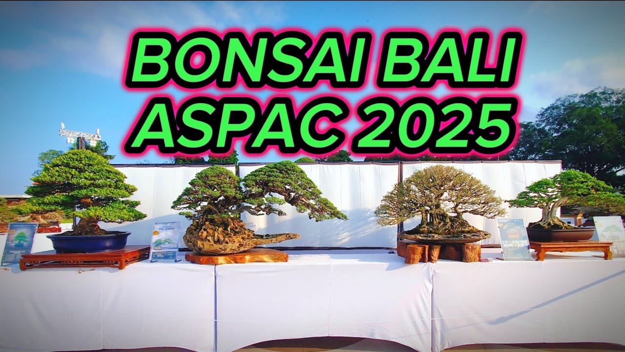Bonsai dari 16 Negara Tampil di Bali | ASPAC 2025 Gianyar