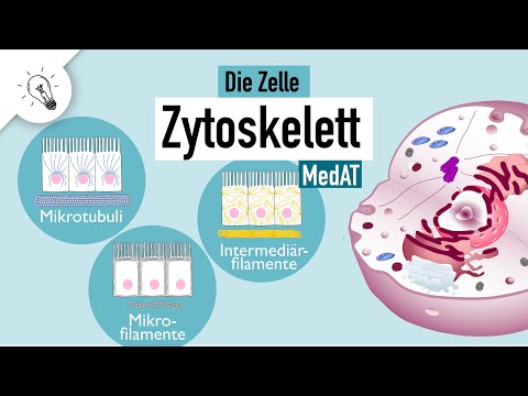 Video: Was ist Zytoskelett, um die Arten und Funktion des Zytoskeletts zu beschreiben?