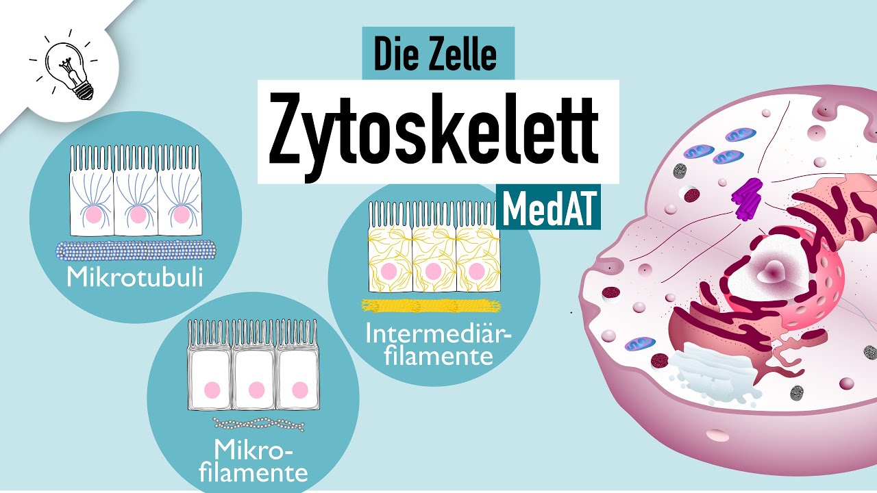 Was Ist Das Zytoskelett Zytoskelett | Aufbau & Funktion | MedAT | Biologie - YouTube