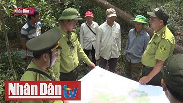 Cảnh báo nguy cơ cháy rừng ở Bình Định