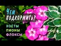 Уход за ХОСТАМИ, ФЛОКСАМИ, ПИОНАМИ весной. Подкормки и эксперимент с Триходермой