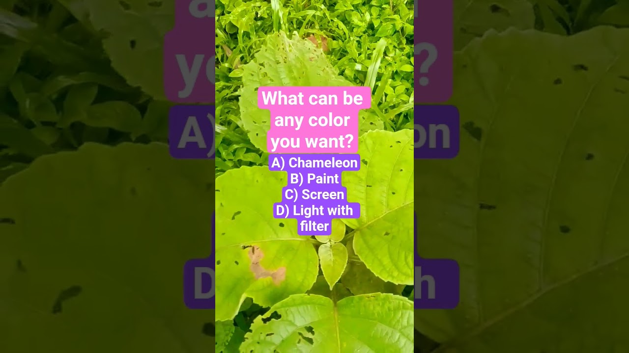 What can be any color you want?