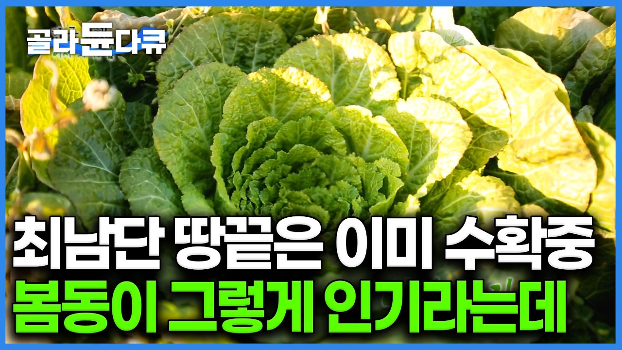 지금 남도는 수확하느라 정신없다 🥬 한겨울 추위를 버티고 아삭하고 달달해진 봄동 얼어붙은 땅이어도 이때가 제일 제철이라는데｜한국기행｜#골라듄다큐