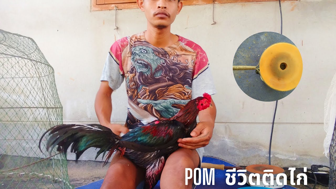 วิธีการ ติดกระเบื้อง ไก่(สำหรับมือใหม่)Ep.14