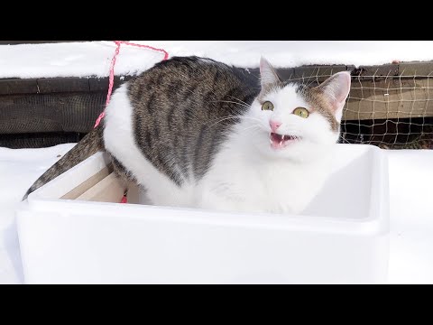 発泡スチロールのそり遊びをするねこ。-Cats play with Styrofoam sledding.-