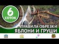 Правила обрезки яблони и груши. 6 соток 19.02.2024