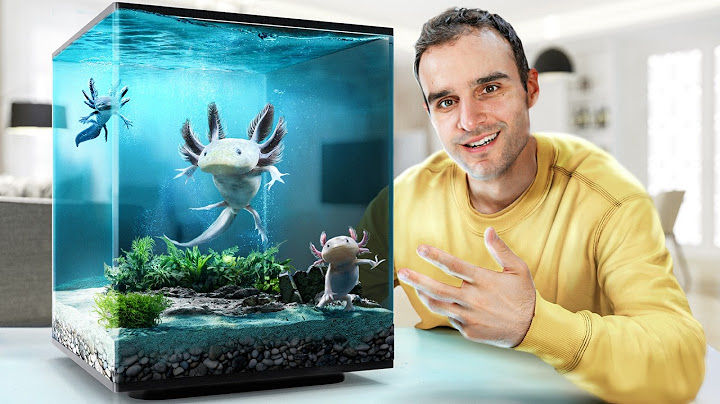 J'élève des bébés Axolotl !