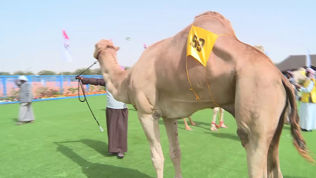 قناة الواحة تقدم مهرجان سلطان بن زايد التراثي سويحان ٢٠١٩ - الموسم ١٣ - اليوم الرابع