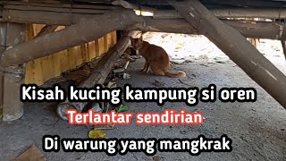 Terlantar sendirian. Kisah kucing kampung si Oren terlantar di warung yg tutup/ mangkrak.