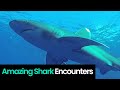 Amazing Shark Encounters: Must-See Ocean Footage