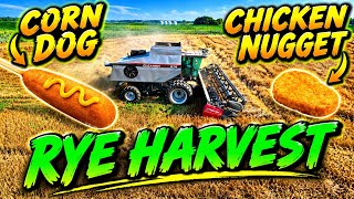 Gleaner R72 harvesting rye, cooking corn dogs and chicken nuggets.